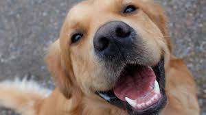 Pet Care
